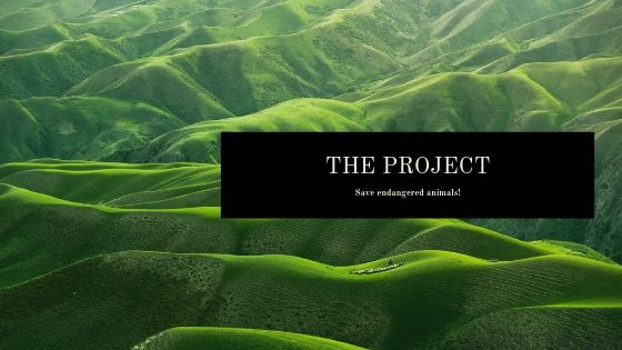 Powtoon- The Project